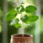 Tulsi