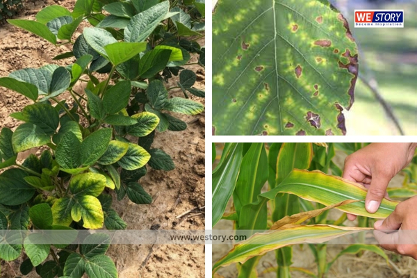Deficiency of Potassium in Soil