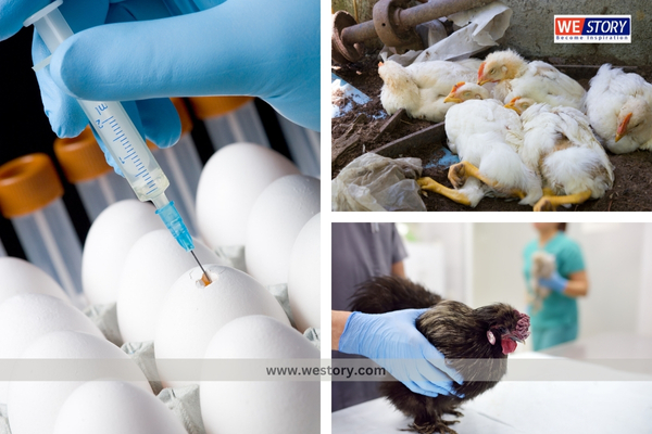 Bird Flu