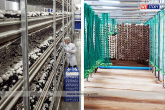 Mushroom Farming