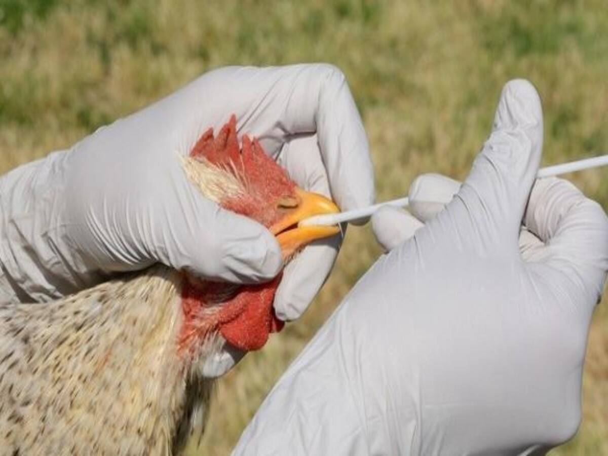 Bird Flu