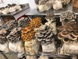 Mushroom Farming