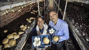 Mushroom Farming