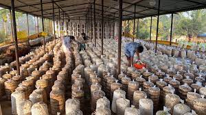 Mushroom Farming