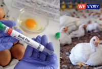 Avian Influenza