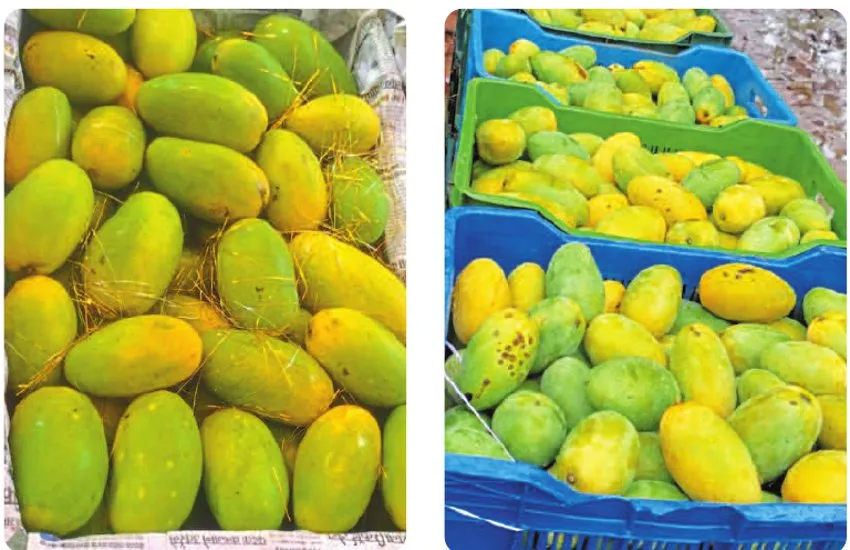 Dussehri Mango