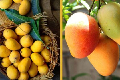 Dussehri Mango