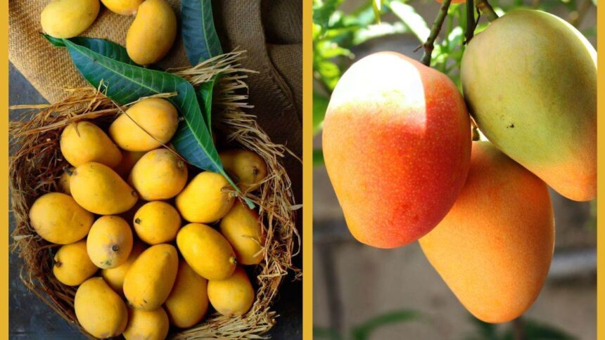 Dussehri Mango