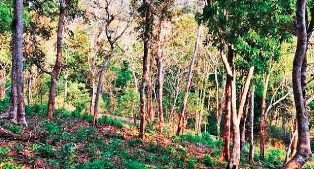 Forest Land Encroached