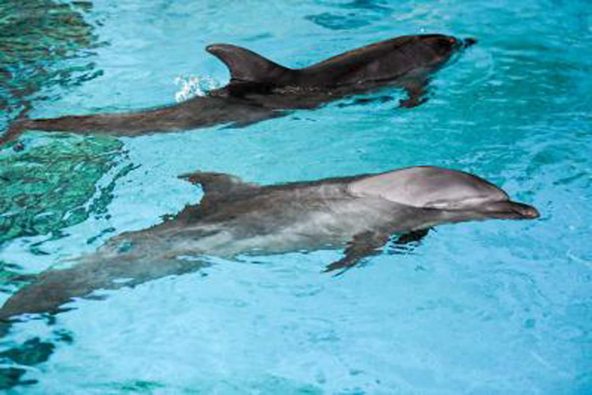 Conservation of Dolphin