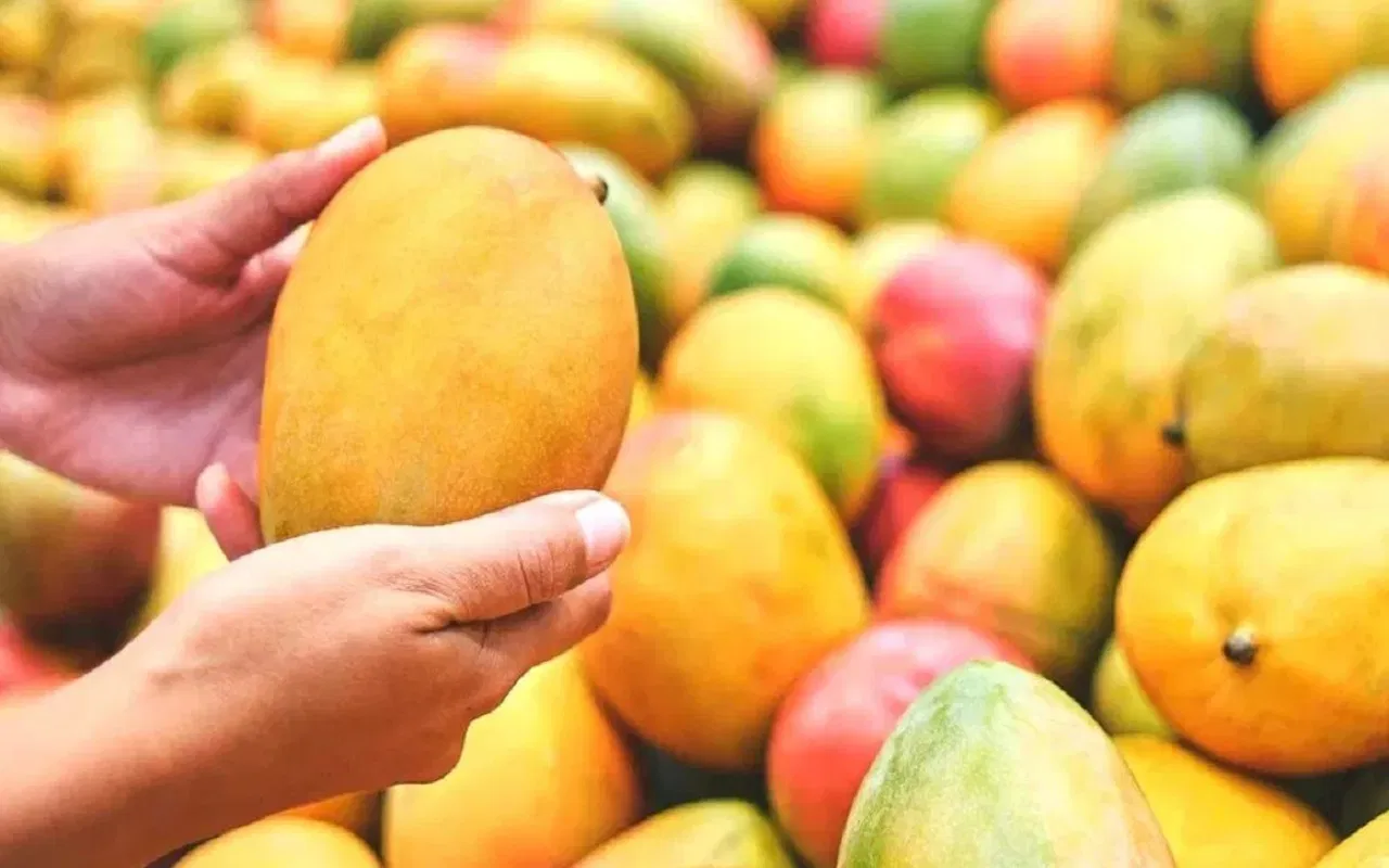 Mango Variety In India