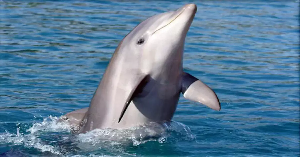 Conservation of Dolphin