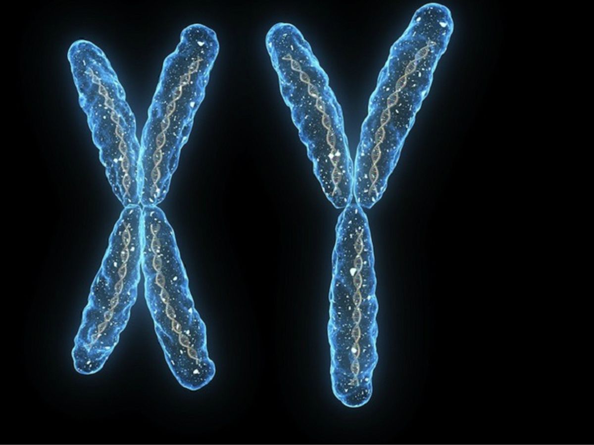 Y Chromosome