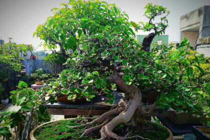 Bonsai Tree