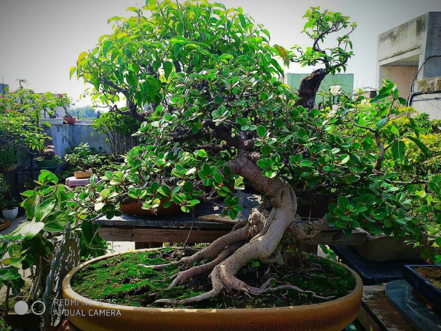 Bonsai Tree