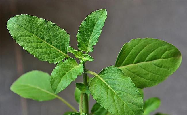 Global Tulsi Herbs