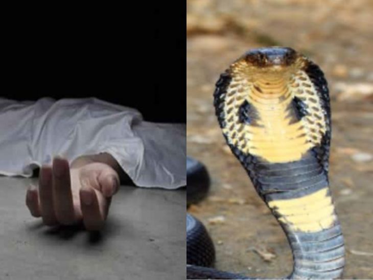 Snake Bite In India