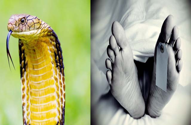 Snake Bite In India
