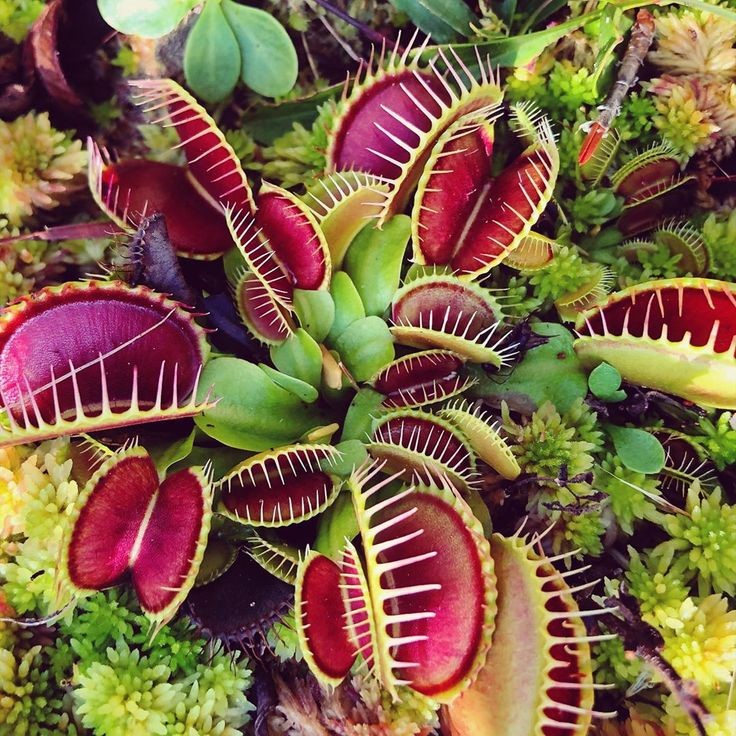 Carnivorous Plants
