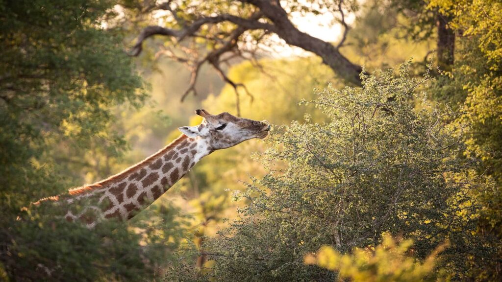Satmaliya Wildlife Sanctuary