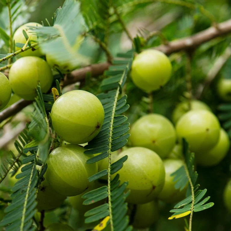 Indian Gooseberry