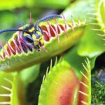 Carnivorous Plants