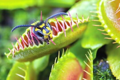 Carnivorous Plants