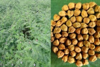 Gram Farming