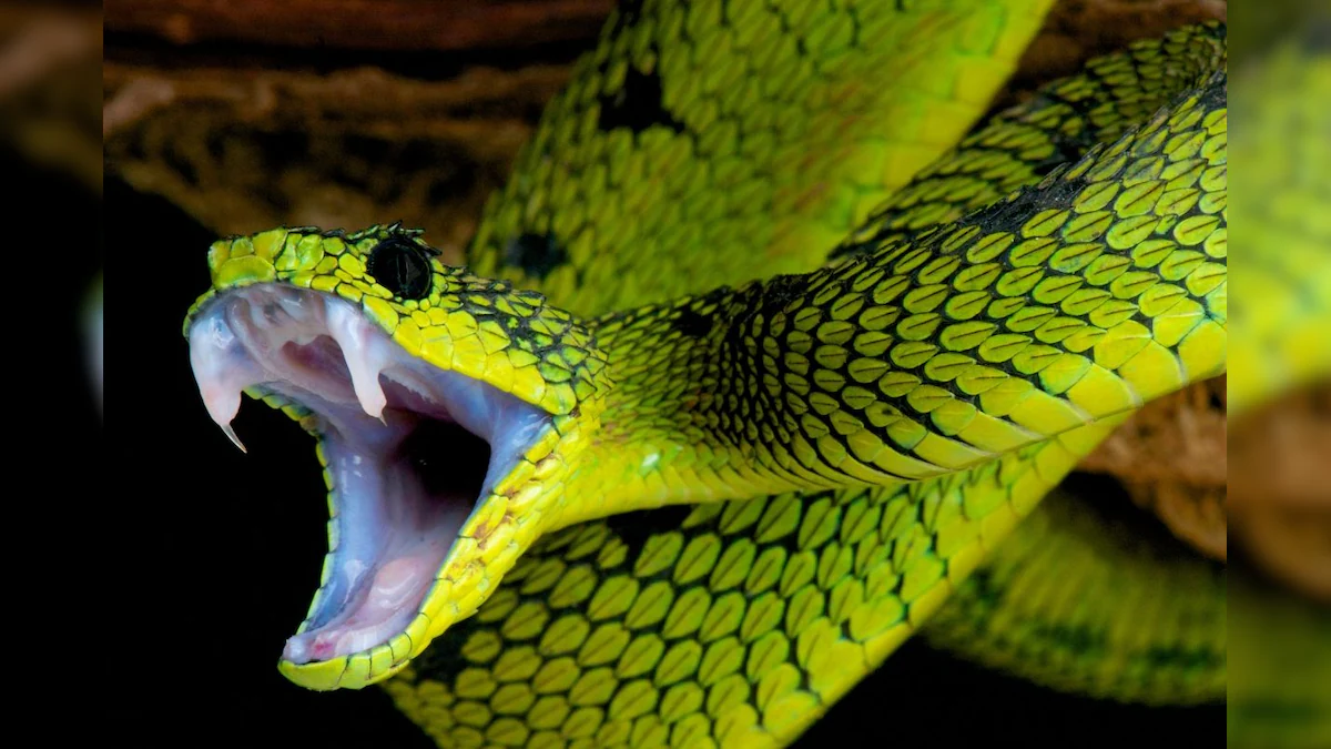 Snake Bite In India