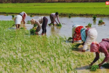 Paddy Crop Subsidy
