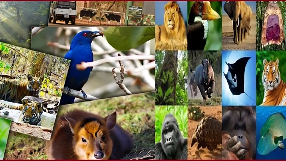 World Wildlife