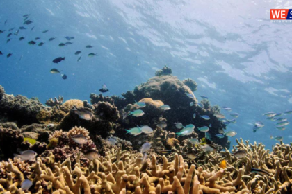 The Great Barrier Reef