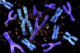 Y Chromosome