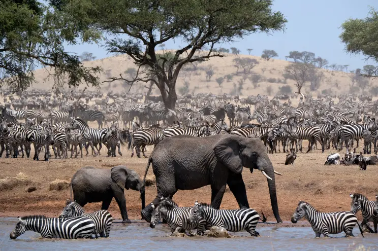 World Wildlife