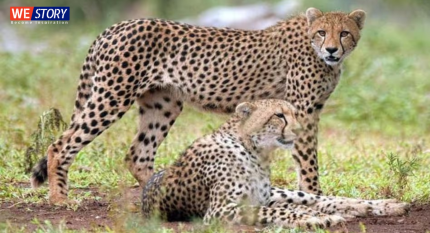 Project Cheetah
