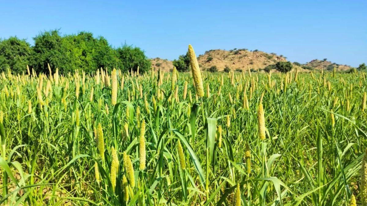 Rituraj Sharma, Zettafarms