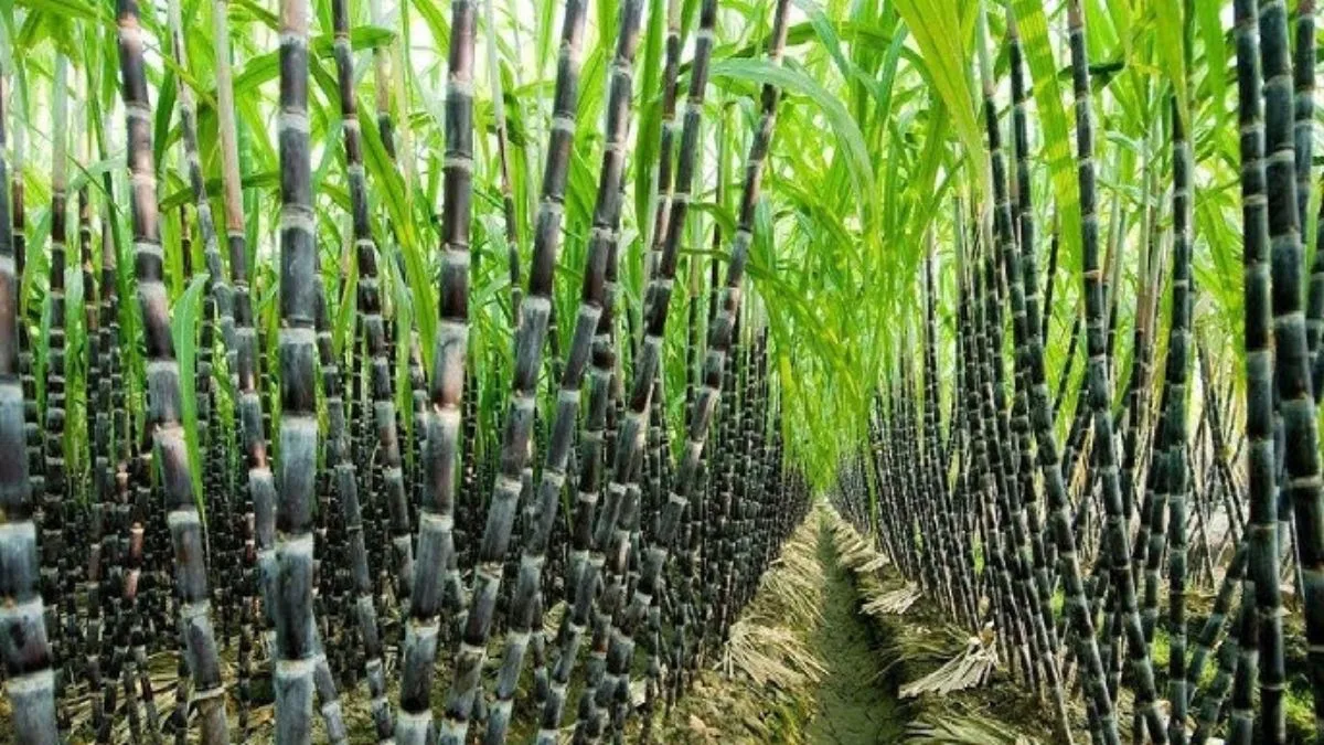 SugarCane Production