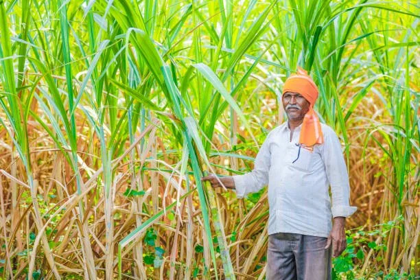 SugarCane Production